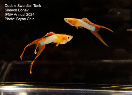 guppy double swordtail